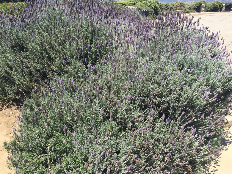 Shilpa_Tripathi_PCH_RoadTrip - 7